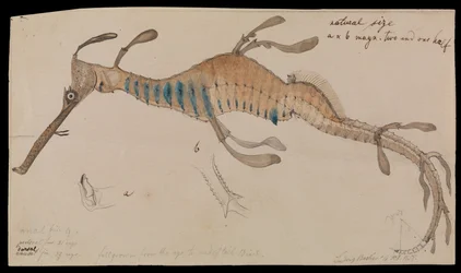 Dragon de mer feuillu, Phyllopteryx foliatus